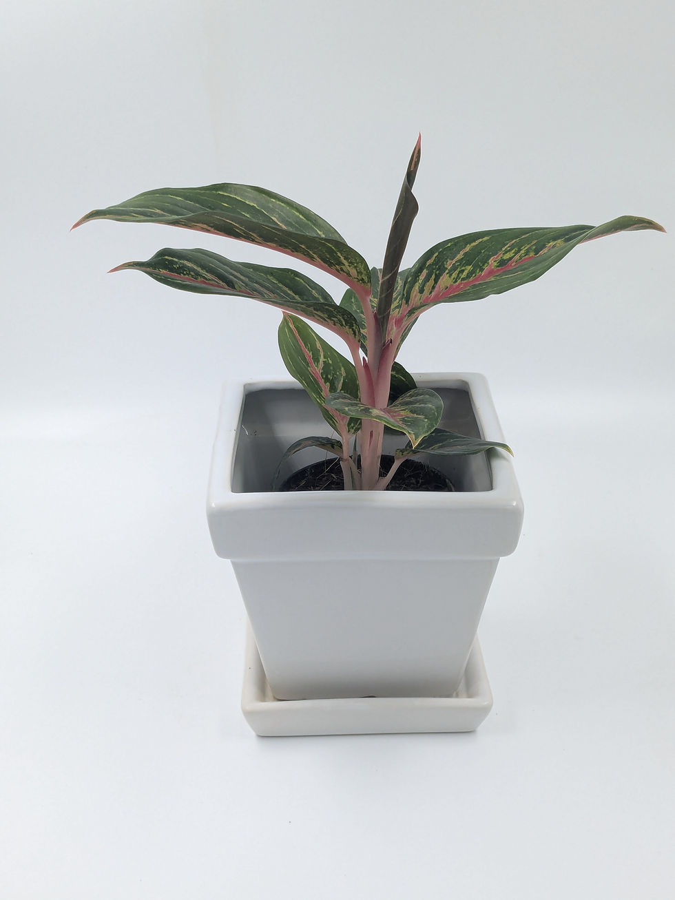 Aglaonema Hybrid Redfire