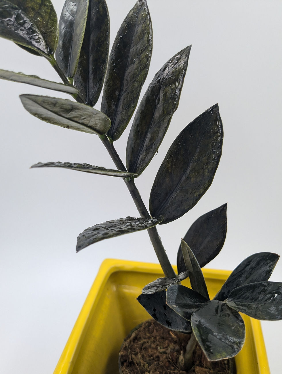 Thumbnail: Black Leaf Houseplant for Home Decor