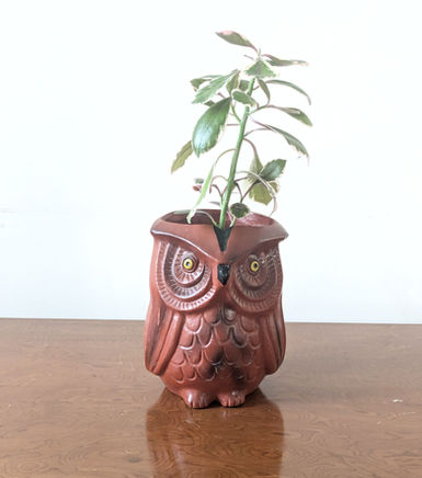 Peperomia Pink Front View