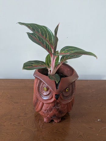 Aglaonema Hybrid Redfire Front View