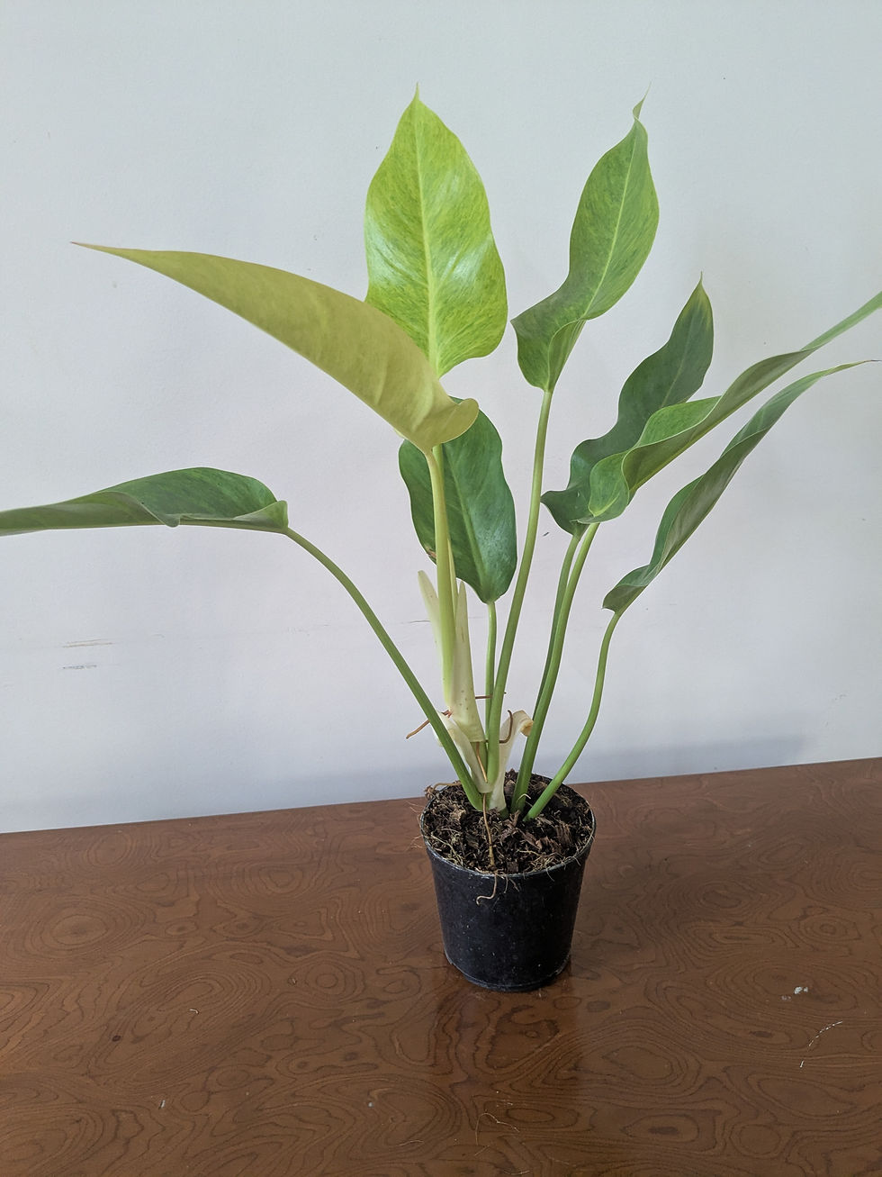 Philodendron Melinonii Gold Front View