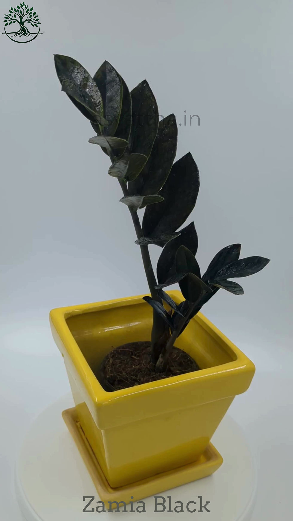 Black ZZ Plant – Raven ZZ - Zamia Front View