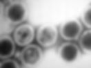 herpes viruses