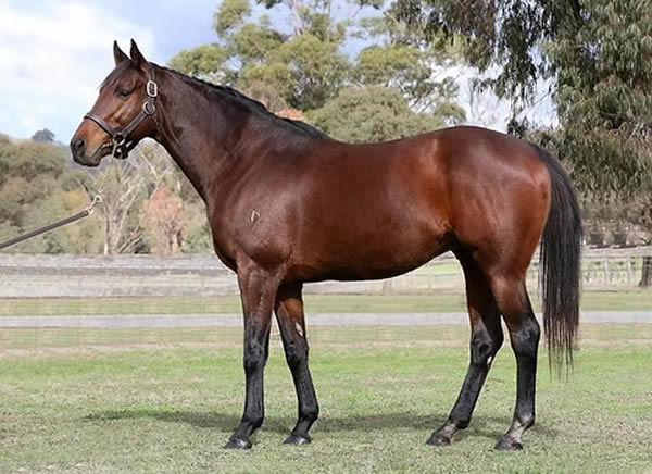 St Jean Shines a Light on Studmaster