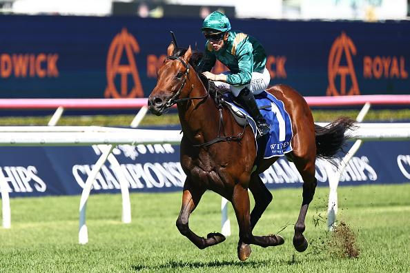 Victorian stallion ranks bolstered by new additions