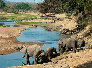 elephants_in_the_great_ruaha_river_5_2_1