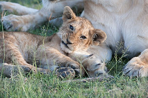 Gibbs-Farm-lion-cub-1.jpg