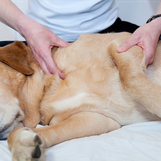 HAYVANLARDA FİZYOTERAPİ UYGULAMALARI