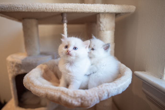 Ragdoll Cat 15