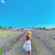[여행지/오레곤 Portland/라벤더농장] Lavender Valley Farm