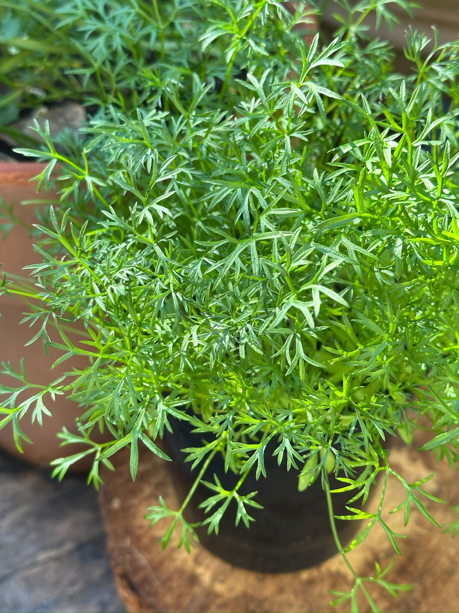 Delfino Coriander (Confetti coriander)