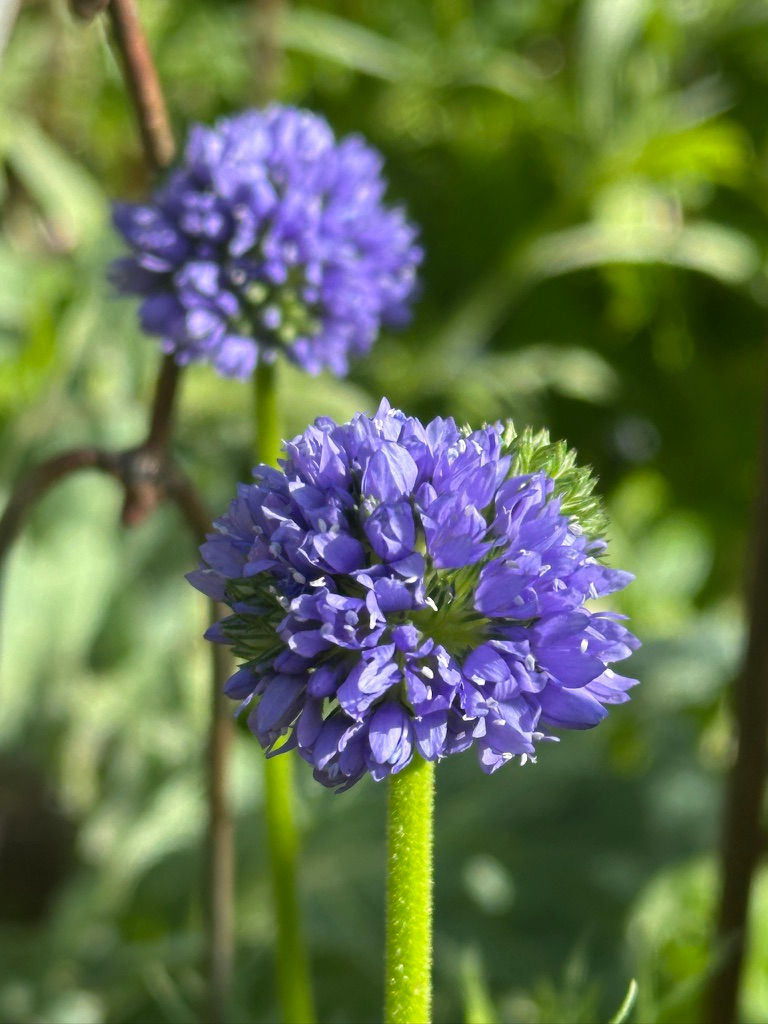 Queen Anne's Thimble (Gilia capitata)