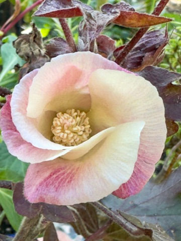 Thumbnail: Red Variegated Cotton (Gossypium Abre Red)