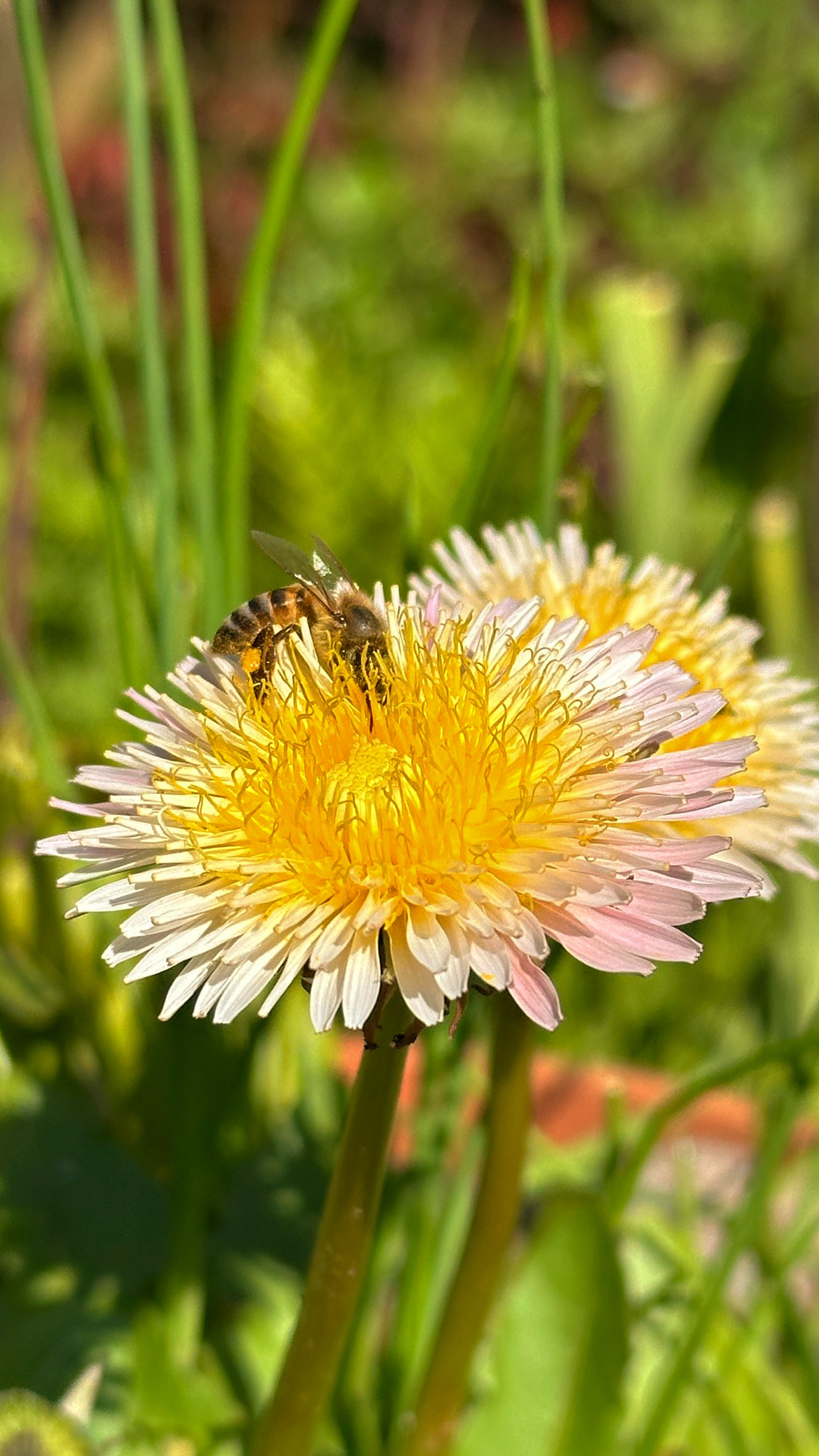 Pink Dandelion (Taraxacum pseudoroseum)