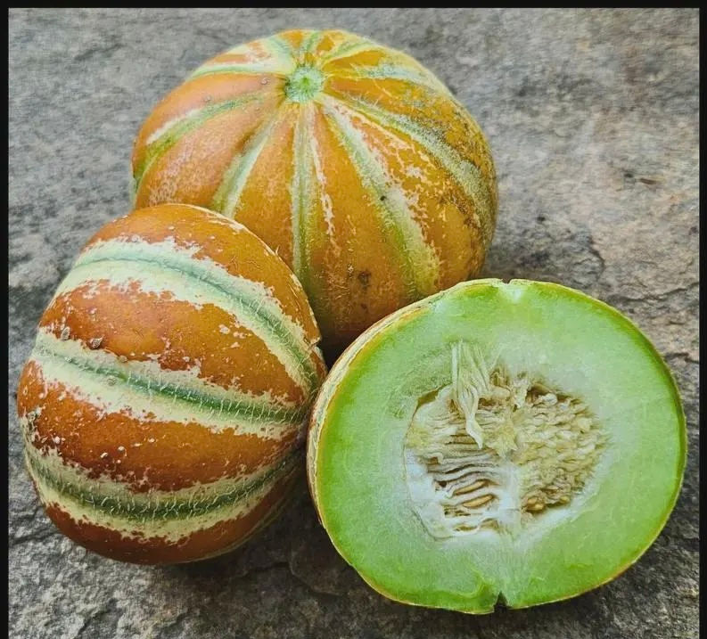 Kajari Melon