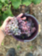 Vendanges