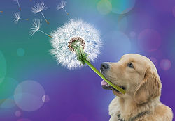 Photo of dog blowing on dandelion flower