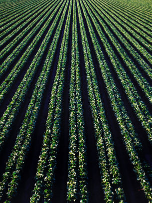 Avances en la mejora genética de cultivos: sostenibilidad y desafíos