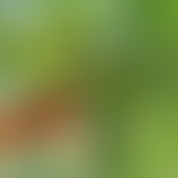 La Revolución de la Hidroponía en la Agricultura Moderna