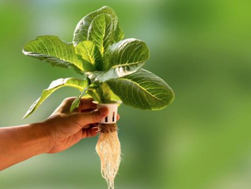 La Revolución de la Hidroponía en la Agricultura Moderna