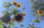 ree