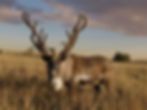 Reindeer
