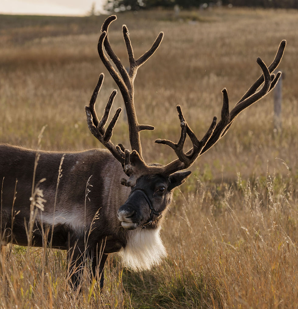 Reindeer(1).jpg