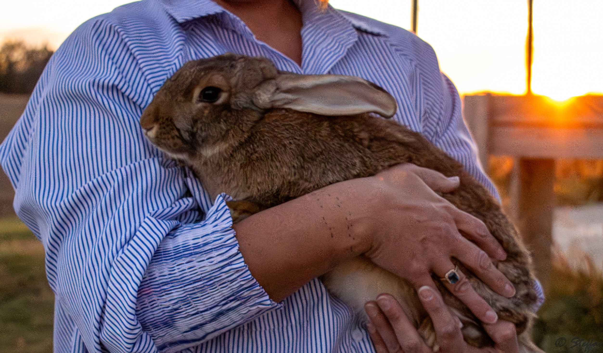 Flemish Giant Rabbit | Northern Lights Ranch