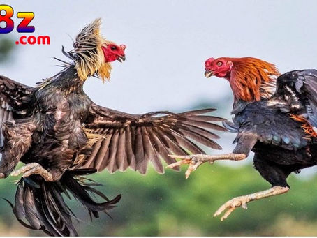 9 Thế Gà Đá Đòn Độc - Bí Quyết Chiến Thắng Trong Nghệ Thuật Đấu Gà