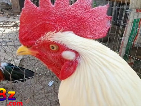 BJ88 Đá Gà Lưỡng Nhãn: Sự Kết Hợp Hoàn Hảo Giữa Thú Vui Và Cơ Hội Kiếm Tiền