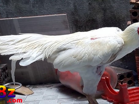 Khám Phá Màu mạng gà đá Trải Nghiệm Độc Đáo và Hấp Dẫn
