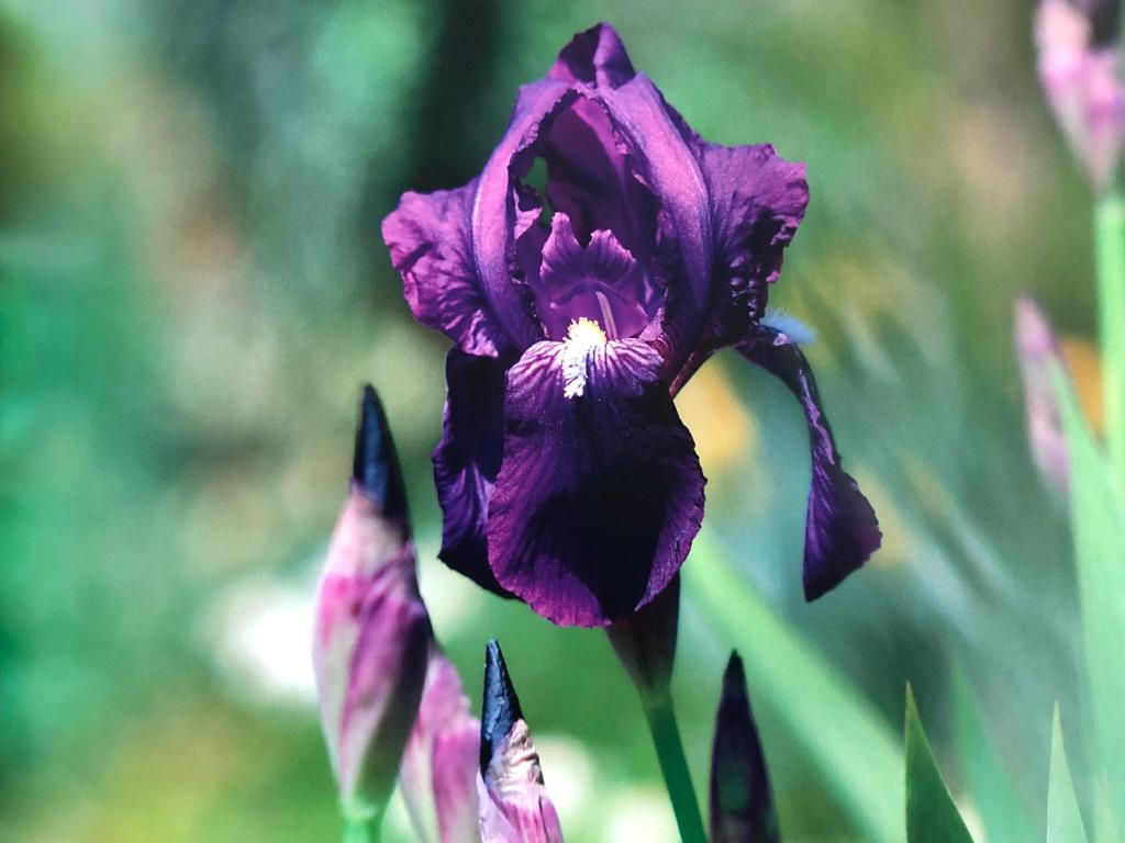Iris germanica type species (dark purple)