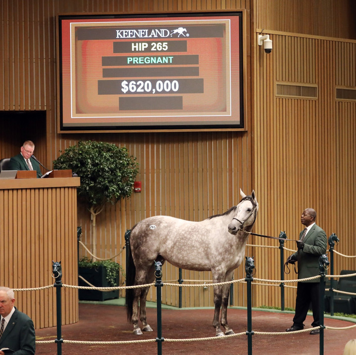Grovendale Sales Thoroughbred Consignor