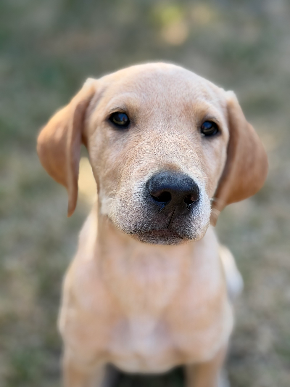 Your Puppy Doesn’t Need to Say Hello: The Truth About Socialisation