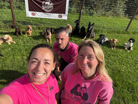 🐾 The Top 5 Pet Dog Breeds I Recommend (and 5 I’d Think Twice About). Choosing the right dog breed can make or break your experience as an owner. Surrey & Sussex Dog Trainer Antonia