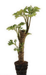 Polyscias crispum