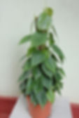 Philodendron scandens