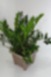 Zamioculcus zamifolia mini