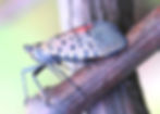 Spotted Lanternfly