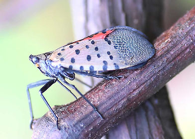 Spotted-Lanternfly-Spray-Service-NJ