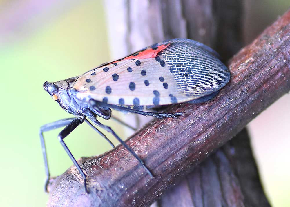 The Spotted Lanternfly in New Jersey Why it's dangerous and what to do