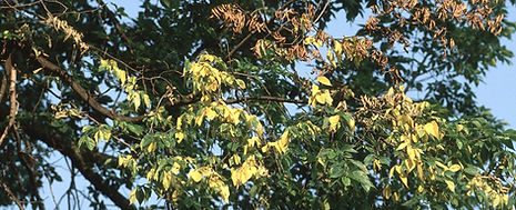 Dutch-Elm-Tree-Disease-Treatment-NJ Summit