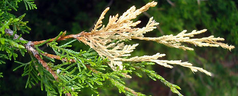 Juniper-Tip-Blight-Tree-Disease-Treatmen