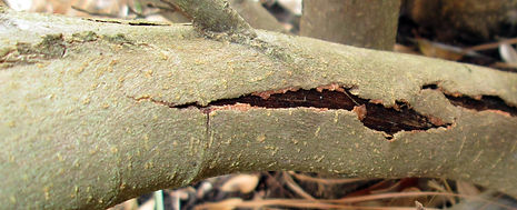 Bark-Splitting-Tree-Disease-Treatment-NJ
