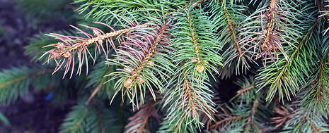 Spruce-Canka-Tree-Disease-Treatment-NJ.j
