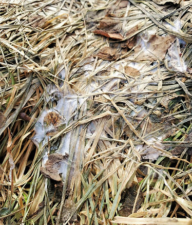 Snow-Mold-Lawn-Disease-Treatment--NJ