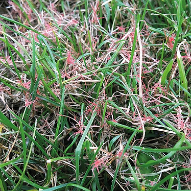 Red-Thread-Lawn-Disease-Treatment--NJ.pn