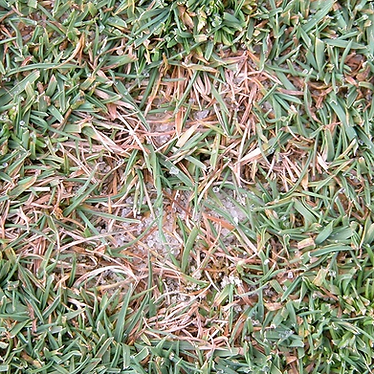 Dollar-Spot-Lawn-Disease-Treatment--NJ.p