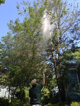 Tree-Disease-Spray-Treatment-NJ