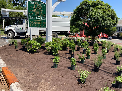 landscaping at Olde Mill Inn